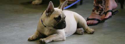 French Bulldog at Puppy Class French Bulldog Puppy Classes