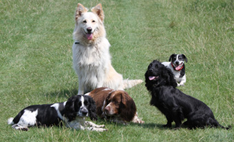 The Boys in Bushy Park 2011