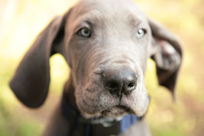 Puppy Great Dane by Stan Rawlinson