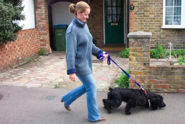 Dog Pulling on the lead Stan Rawlinson images